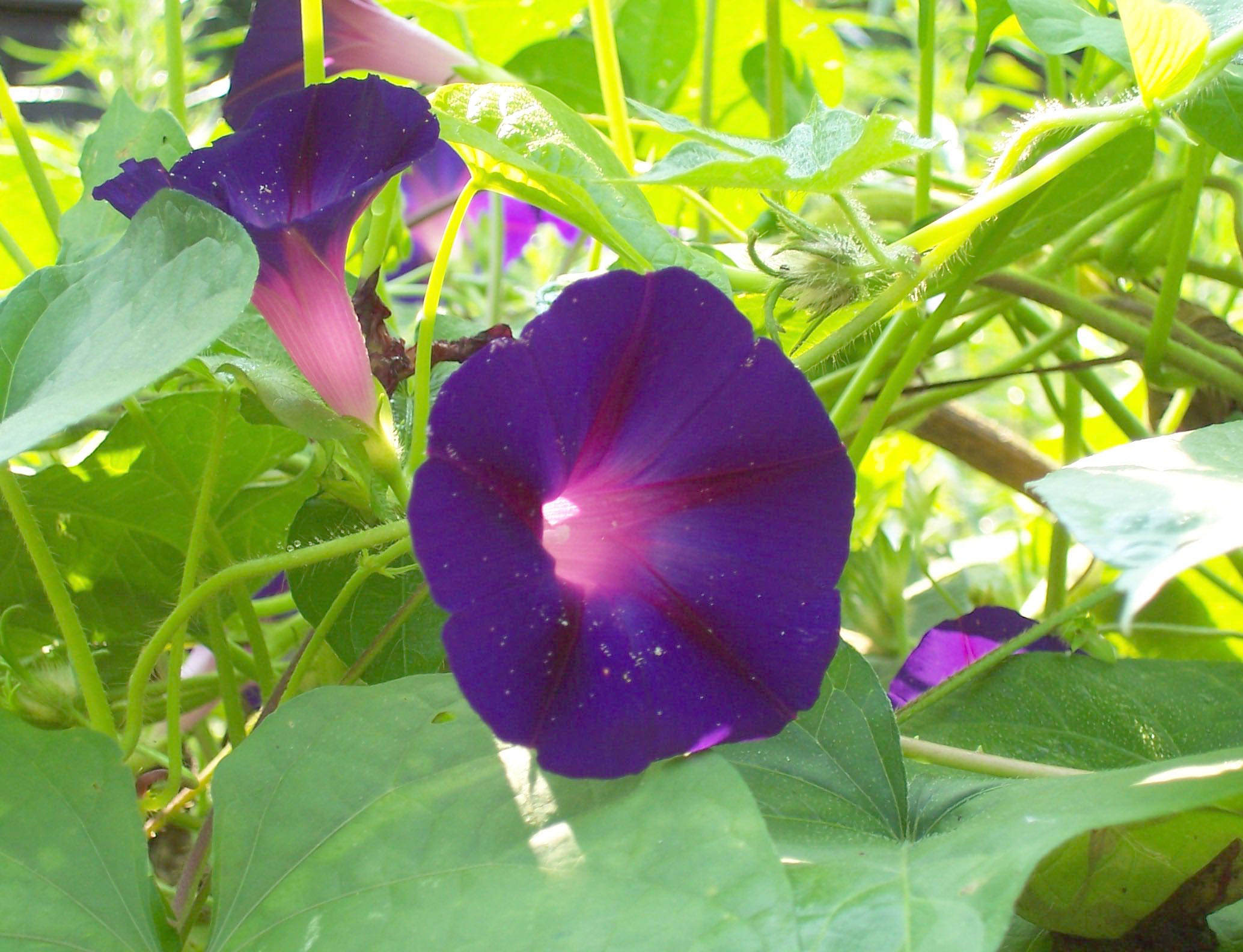 Grandpa Ott Morning Glory